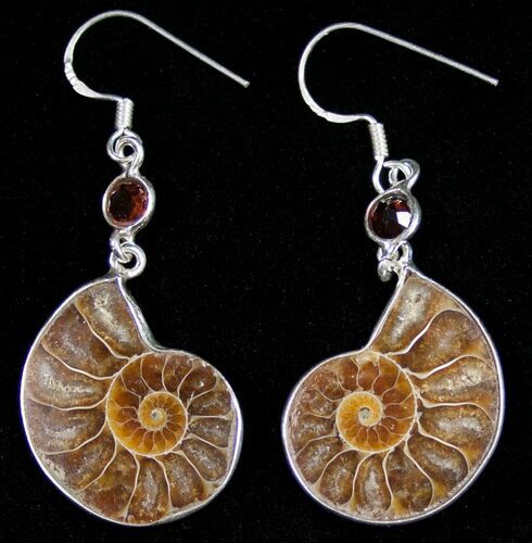 Polished Ammonite Earrings - Sterling Silver #10177